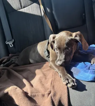 Cyrus- stormie litter