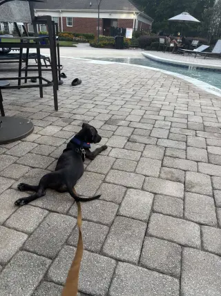Cyrus- stormie litter