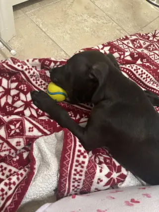 Cyrus- stormie litter