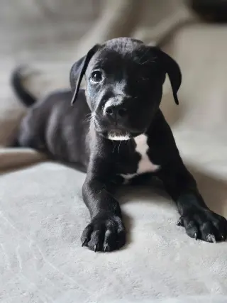 Cyrus- stormie litter