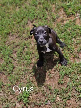 Cyrus- stormie litter