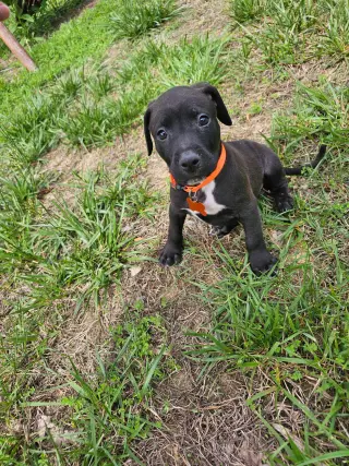 Cyrus- stormie litter