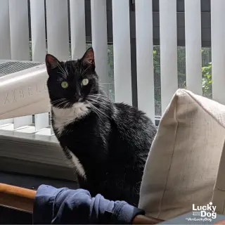 Libby