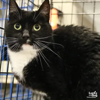 Libby