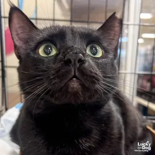 Priscilla
