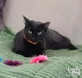 Priscilla