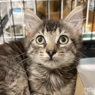 Alfalfa