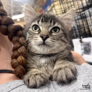 Alfalfa