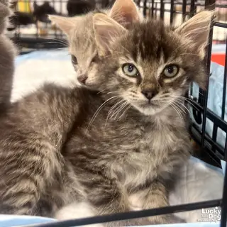 Alfalfa