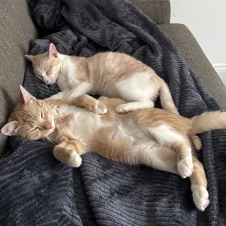 Ginger and Smooch