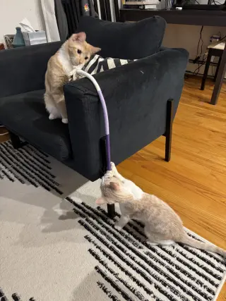 Ginger and Smooch