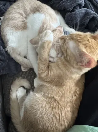 Ginger and Smooch