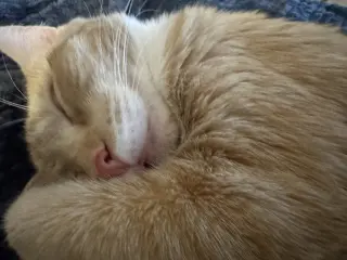 Ginger and Smooch