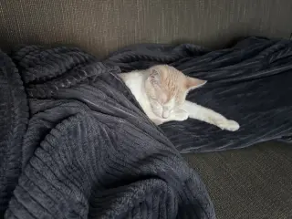 Ginger and Smooch