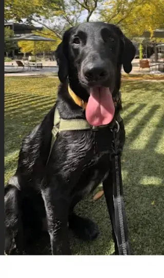 Lefty