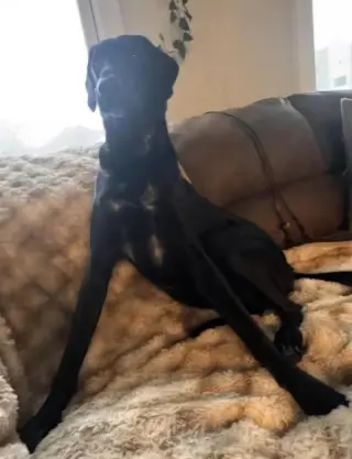 Lefty