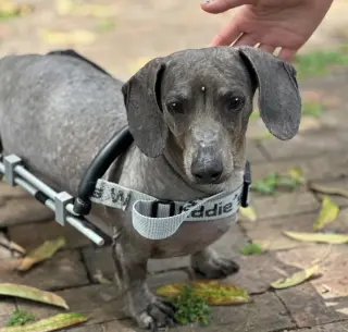 Darwin