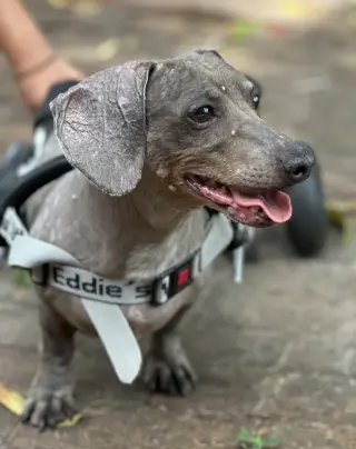 Darwin