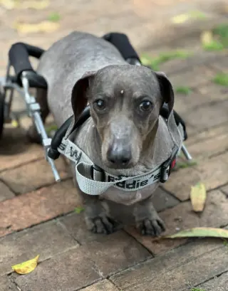 Darwin