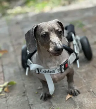 Darwin