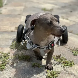 Darwin