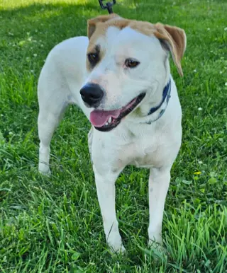 MIKA