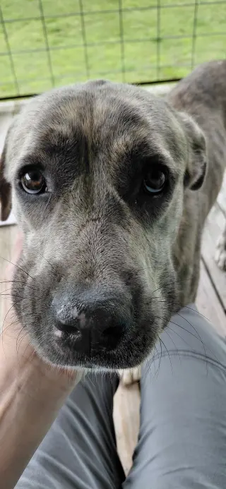 Sharon