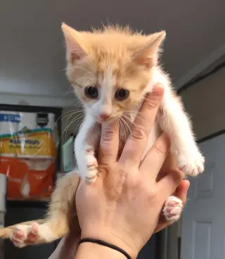 Merida