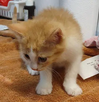 Merida
