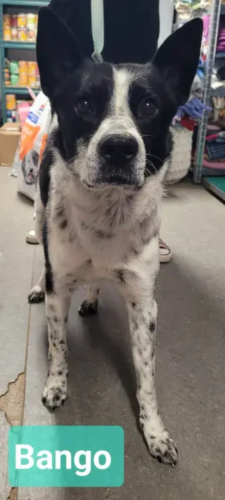 Banjo