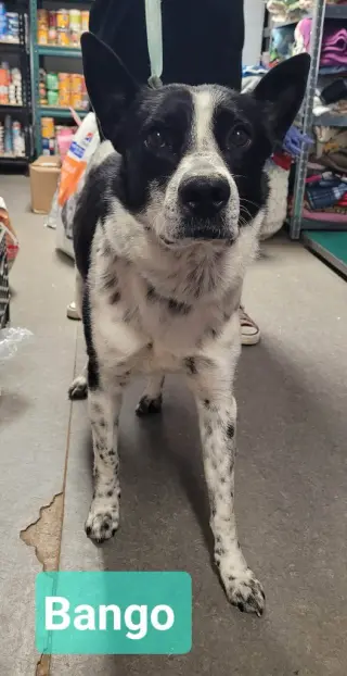 Banjo