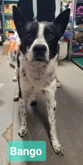Banjo