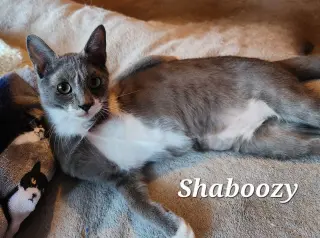 Shaboozy