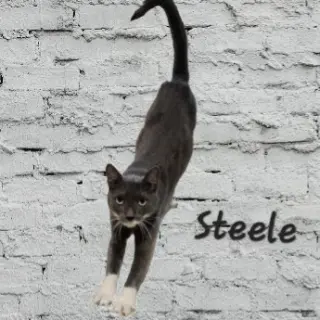 Steele #old-man-big-heart