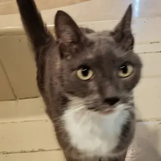 Steele #old-man-big-heart