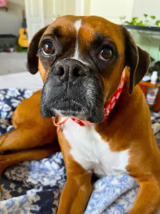 Rosie VII