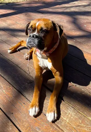 Rosie VII