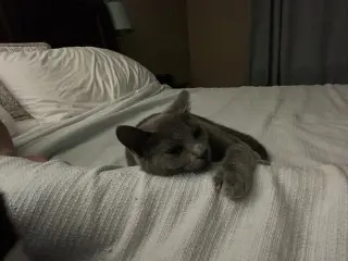 June (bonded with Calista)