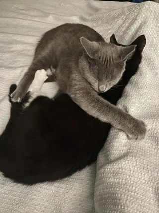 June (bonded with Calista)