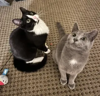 June (bonded with Calista)