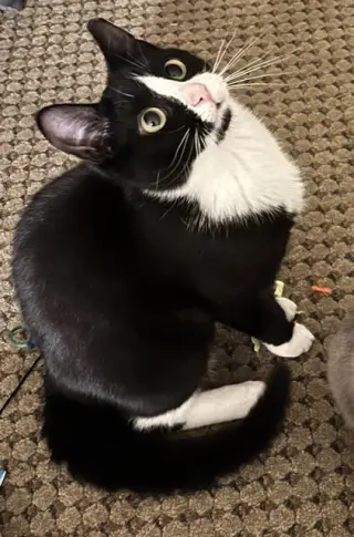 Calista (bonded with June)