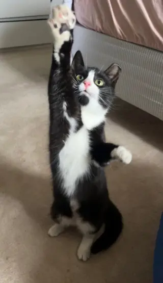 Calista (bonded with June)
