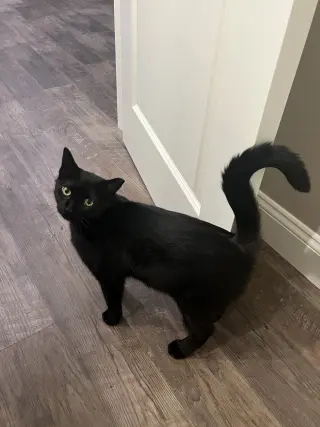 Sable