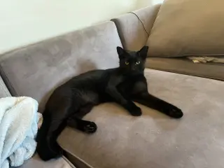 Sable