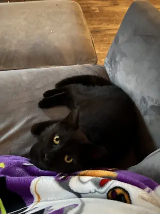 Sable