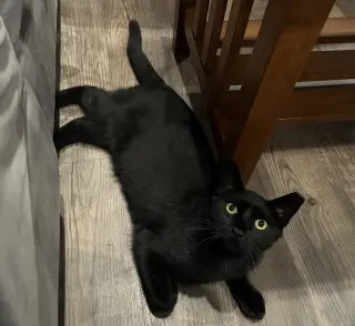 Sable