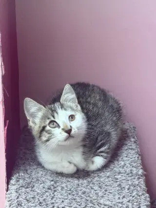 Ayla