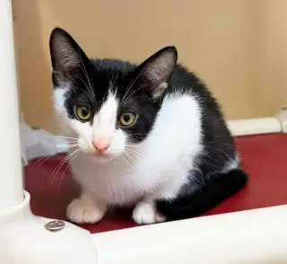 Kitten Simon