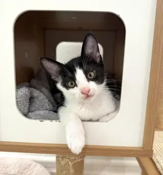 Kitten Simon