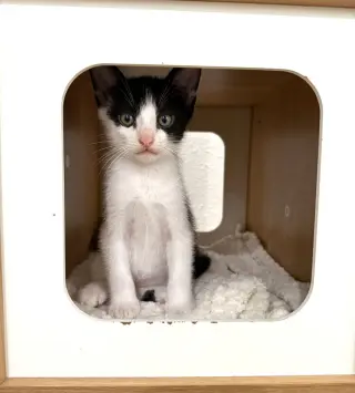 Kitten Simon